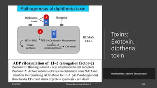 nicotinamide adenine dinucleotide
Toxins:
Exotoxin:
diptheria
toxin
8/11/2023 Medical Bacteriology Module 2 116
 