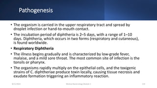 Pathogenesis
• The organism is carried in the upper respiratory tract and spread by
droplet infection or hand-to-mouth contact.
• The incubation period of diphtheria is 2–5 days, with a range of 1–10
days. Diphtheria, which occurs in two forms (respiratory and cutaneous),
is found worldwide.
• Respiratory Diphtheria
• The illness begins gradually and is characterized by low-grade fever,
malaise, and a mild sore throat. The most common site of infection is the
tonsils or pharynx.
• The organisms rapidly multiply on the epithelial cells, and the toxigenic
strains of C. diphtheriae produce toxin locally, causing tissue necrosis and
exudate formation triggering an inflammatory reaction.
8/11/2023 Medical Bacteriology Module 2 119
 