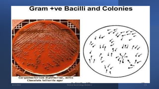 8/11/2023 Medical Bacteriology Module 2 123
 