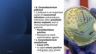 • b. Corynebacterium
jeikeium
• C.jeikeium is an important
cause of nosocomial
infections and produces
infections after prosthetic
device implants and in
immunocompromised
patients.
• Pyrazidamidase
positive
• Resistant to most
antimicrobial agents
• c. Corynebacterium
urealyticum
• Cause UTIs
• Is rapid urease positive
and grows very slowly
8/11/2023 Medical Bacteriology Module 2 124
 