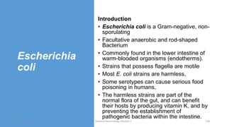 Escherichia
coli
Introduction
• Escherichia coli is a Gram-negative, non-
sporulating
• Facultative anaerobic and rod-shaped
Bacterium
• Commonly found in the lower intestine of
warm-blooded organisms (endotherms).
• Strains that possess flagella are motile
• Most E. coli strains are harmless,
• Some serotypes can cause serious food
poisoning in humans,
• The harmless strains are part of the
normal flora of the gut, and can benefit
their hosts by producing vitamin K, and by
preventing the establishment of
pathogenic bacteria within the intestine.
8/11/2023 Medical Bacteriology Module 2 130
 