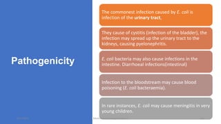 Pathogenicity
The commonest infection caused by E. coli is
infection of the urinary tract,
They cause of cystitis (infection of the bladder), the
infection may spread up the urinary tract to the
kidneys, causing pyelonephritis.
E. coli bacteria may also cause infections in the
intestine. Diarrhoeal infections(intestinal)
Infection to the bloodstream may cause blood
poisoning (E. coli bacteraemia).
In rare instances, E. coli may cause meningitis in very
young children.
8/11/2023 Medical Bacteriology Module 2 135
 