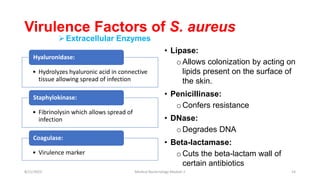 Virulence Factors of S. aureus
• Hydrolyzes hyaluronic acid in connective
tissue allowing spread of infection
Hyaluronidase:
• Fibrinolysin which allows spread of
infection
Staphylokinase:
• Virulence marker
Coagulase:
• Lipase:
oAllows colonization by acting on
lipids present on the surface of
the skin.
• Penicillinase:
oConfers resistance
• DNase:
oDegrades DNA
• Beta-lactamase:
oCuts the beta-lactam wall of
certain antibiotics
Extracellular Enzymes
8/11/2023 Medical Bacteriology Module 2 14
 
