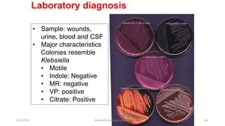 Laboratory diagnosis
• Sample: wounds,
urine, blood and CSF
• Major characteristics
Colonies resemble
Klebsiella
• Motile
• Indole: Negative
• MR: negative
• VP: positive
• Citrate: Positive
8/11/2023 Medical Bacteriology Module 2 146
 