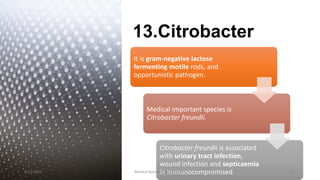 13.Citrobacter
It is gram-negative lactose
fermenting motile rods, and
opportunistic pathogen.
Medical important species is
Citrobacter freundii.
Citrobacter freundii is associated
with urinary tract infection,
wound infection and septicaemia
in immunocompromised.
8/11/2023 Medical Bacteriology Module 2 147
 