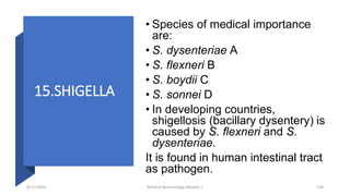 15.SHIGELLA
• Species of medical importance
are:
• S. dysenteriae A
• S. flexneri B
• S. boydii C
• S. sonnei D
• In developing countries,
shigellosis (bacillary dysentery) is
caused by S. flexneri and S.
dysenteriae.
It is found in human intestinal tract
as pathogen.
8/11/2023 Medical Bacteriology Module 2 158
 