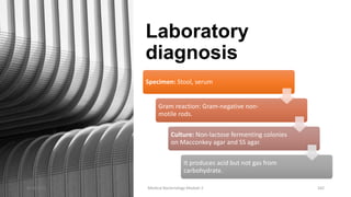 Laboratory
diagnosis
Specimen: Stool, serum
Gram reaction: Gram-negative non-
motile rods.
Culture: Non-lactose fermenting colonies
on Macconkey agar and SS agar.
It produces acid but not gas from
carbohydrate.
8/11/2023 Medical Bacteriology Module 2 162
 