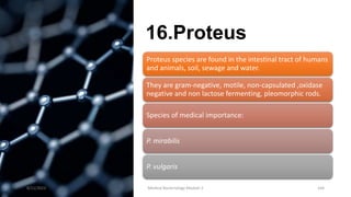 16.Proteus
Proteus species are found in the intestinal tract of humans
and animals, soil, sewage and water.
They are gram-negative, motile, non-capsulated ,oxidase
negative and non lactose fermenting, pleomorphic rods.
Species of medical importance:
P. mirabilis
P. vulgaris
8/11/2023 Medical Bacteriology Module 2 164
 