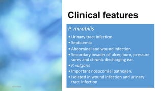 Clinical features
P. mirabilis
• Urinary tract infection
• Septicemia
• Abdominal and wound infection
• Secondary invader of ulcer, burn, pressure
sores and chronic discharging ear.
• P. vulgaris
• Important nosocomial pathogen.
• Isolated in wound infection and urinary
tract infection
8/11/2023 Medical Bacteriology Module 2 165
 