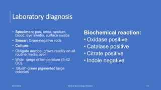 Laboratory diagnosis
• Specimen: pus, urine, sputum,
blood, eye swabs, surface swabs
• Smear: Gram-negative rods
• Culture:
• Obligate aerobe, grows readily on all
routine media over
• Wide range of temperature (5-42
OC).
• Bluish-green pigmented large
colonies
Biochemical reaction:
• Oxidase positive
• Catalase positive
• Citrate positive
• Indole negative
8/11/2023 Medical Bacteriology Module 2 172
 