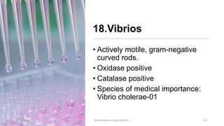 18.Vibrios
• Actively motile, gram-negative
curved rods.
• Oxidase positive
• Catalase positive
• Species of medical importance:
Vibrio cholerae-01
8/11/2023 Medical Bacteriology Module 2 174
 
