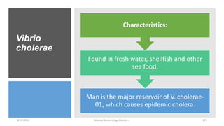 Vibrio
cholerae
Man is the major reservoir of V. cholerae-
01, which causes epidemic cholera.
Found in fresh water, shellfish and other
sea food.
Characteristics:
8/11/2023 Medical Bacteriology Module 2 175
 