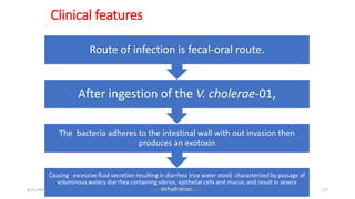 Clinical features
Causing excessive fluid secretion resulting in diarrhea (rice water stool) characterized by passage of
voluminous watery diarrhea containing vibrios, epithelial cells and mucus; and result in severe
dehydration.
The bacteria adheres to the intestinal wall with out invasion then
produces an exotoxin
After ingestion of the V. cholerae-01,
Route of infection is fecal-oral route.
8/11/2023 Medical Bacteriology Module 2 177
 