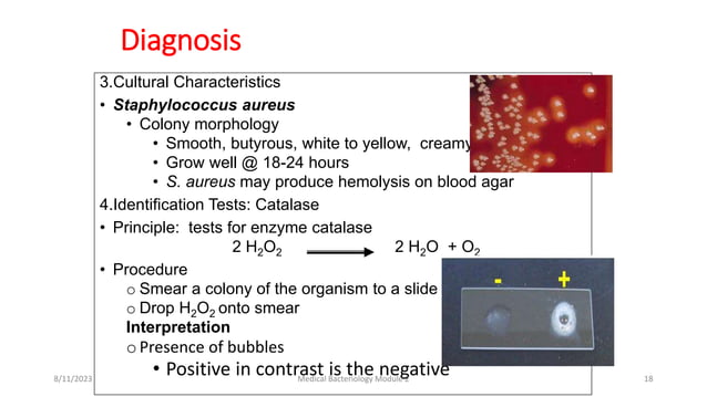 Medical Bacteriology.pptx
