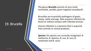 19. Brucella
The genus Brucella consists of very small,
nonmotile, aerobic, gram-negative coccobacilli.
Brucellae are essentially pathogens of goats,
sheep, cattle and pigs. Man acquires infection by
direct or indirect contact with infected animals.
Human infection is a zoonosis that is acquired
from animals or animal products.
Species: Six species are currently recognized: B.
melitensis, B. abortus, B. suis, B. ovis, B.
neotomae and B. canis.
8/11/2023 Medical Bacteriology Module 2 180
 