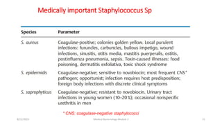 Medically important Staphylococcus Sp
* CNS: coagulase-negative staphylococci
8/11/2023 Medical Bacteriology Module 2 21
 
