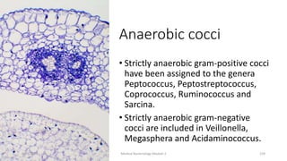 Anaerobic cocci
• Strictly anaerobic gram-positive cocci
have been assigned to the genera
Peptococcus, Peptostreptococcus,
Coprococcus, Ruminococcus and
Sarcina.
• Strictly anaerobic gram-negative
cocci are included in Veillonella,
Megasphera and Acidaminococcus.
8/11/2023 Medical Bacteriology Module 2 218
 