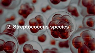 2. Streptococcus species
8/11/2023 Medical Bacteriology Module 2 22
 