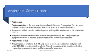 Anaerobic Gram (+)cocci
• Peptococcus
• Peptococcus niger is the only surviving member of the genus Peptococcus. They are gram-
positive, nonsporing, anaerobic cocci, that occur singly or in pairs or in clusters.
• They produce black colonies on blood agar on prolonged incubation due to the production
of H2 S.
• They occur as normal flora of skin, intestine and genitourinary tract. They may cause
pyogenic infections of wounds, puerperal sepsis and urinary tract infections.
• Peptostreptococcus
• They are cocci of small size (0.2–2.5 µm). Many of them are aerotolerant and grow well
under 10% CO2 in an aerobic atmosphere. Peptostreptococcus anaerobius is most often
responsible for puerperal sepsis and Pst. magnus for abscesses.
8/11/2023 Medical Bacteriology Module 2 220
 