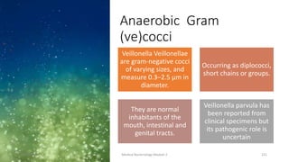 Anaerobic Gram
(ve)cocci
Veillonella Veillonellae
are gram-negative cocci
of varying sizes, and
measure 0.3–2.5 μm in
diameter.
Occurring as diplococci,
short chains or groups.
They are normal
inhabitants of the
mouth, intestinal and
genital tracts.
Veillonella parvula has
been reported from
clinical specimens but
its pathogenic role is
uncertain
8/11/2023 Medical Bacteriology Module 2 221
 