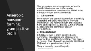 Anaerobic,
nonspore-
forming,
gram-positive
bacilli
This group contains many genera, of which
medically relevant are Eubacterium,
Propionibacterium, Lactobacillus, Mobiluncus,
Bifidobacterium and Actinomyces.
1. Eubacterium
Members of the genus Eubacterium are strictly
anaerobic and grow very slowly. They are
members of the normal mouth and intestinal
flora. Some species (E. brachy, E. timidum and
E. nodatum) are commonly seen in
periodontitis.
2. Bifidobacterium
Bifidobacterium is gram-positive bacilli
nonmotile, nonsporing and pleomorphic,
showing true and false branching. They occur
as normal flora of mouth, gastrointestinal tract
(GI) tract and genitourinary tract.
They are usually nonpathogenic.
8/11/2023 Medical Bacteriology Module 2 222
 