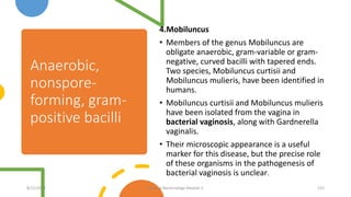 Anaerobic,
nonspore-
forming, gram-
positive bacilli
4.Mobiluncus
• Members of the genus Mobiluncus are
obligate anaerobic, gram-variable or gram-
negative, curved bacilli with tapered ends.
Two species, Mobiluncus curtisii and
Mobiluncus mulieris, have been identified in
humans.
• Mobiluncus curtisii and Mobiluncus mulieris
have been isolated from the vagina in
bacterial vaginosis, along with Gardnerella
vaginalis.
• Their microscopic appearance is a useful
marker for this disease, but the precise role
of these organisms in the pathogenesis of
bacterial vaginosis is unclear.
8/11/2023 Medical Bacteriology Module 2 225
 