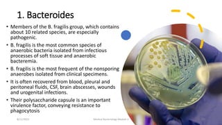1. Bacteroides
• Members of the B. fragilis group, which contains
about 10 related species, are especially
pathogenic.
• B. fragilis is the most common species of
anaerobic bacteria isolated from infectious
processes of soft tissue and anaerobic
bacteremia.
• B. fragilis is the most frequent of the nonsporing
anaerobes isolated from clinical specimens.
• It is often recovered from blood, pleural and
peritoneal fluids, CSF, brain abscesses, wounds
and urogenital infections.
• Their polysaccharide capsule is an important
virulence factor, conveying resistance to
phagocytosis
8/11/2023 Medical Bacteriology Module 2 229
 