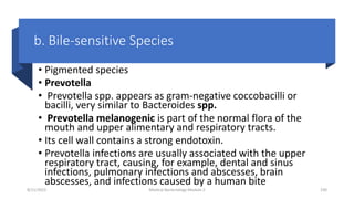 b. Bile-sensitive Species
• Pigmented species
• Prevotella
• Prevotella spp. appears as gram-negative coccobacilli or
bacilli, very similar to Bacteroides spp.
• Prevotella melanogenic is part of the normal flora of the
mouth and upper alimentary and respiratory tracts.
• Its cell wall contains a strong endotoxin.
• Prevotella infections are usually associated with the upper
respiratory tract, causing, for example, dental and sinus
infections, pulmonary infections and abscesses, brain
abscesses, and infections caused by a human bite
8/11/2023 Medical Bacteriology Module 2 230
 
