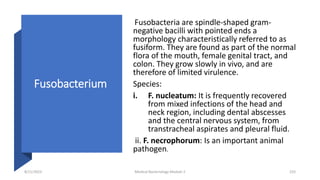 Fusobacterium
Fusobacteria are spindle-shaped gram-
negative bacilli with pointed ends a
morphology characteristically referred to as
fusiform. They are found as part of the normal
flora of the mouth, female genital tract, and
colon. They grow slowly in vivo, and are
therefore of limited virulence.
Species:
i. F. nucleatum: It is frequently recovered
from mixed infections of the head and
neck region, including dental abscesses
and the central nervous system, from
transtracheal aspirates and pleural fluid.
ii. F. necrophorum: Is an important animal
pathogen.
8/11/2023 Medical Bacteriology Module 2 233
 