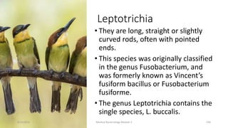 Leptotrichia
• They are long, straight or slightly
curved rods, often with pointed
ends.
• This species was originally classified
in the genus Fusobacterium, and
was formerly known as Vincent’s
fusiform bacillus or Fusobacterium
fusiforme.
• The genus Leptotrichia contains the
single species, L. buccalis.
8/11/2023 Medical Bacteriology Module 2 234
 