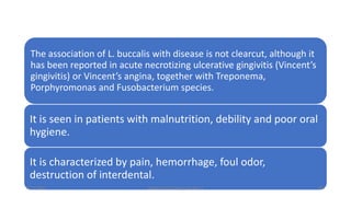 The association of L. buccalis with disease is not clearcut, although it
has been reported in acute necrotizing ulcerative gingivitis (Vincent’s
gingivitis) or Vincent’s angina, together with Treponema,
Porphyromonas and Fusobacterium species.
It is seen in patients with malnutrition, debility and poor oral
hygiene.
It is characterized by pain, hemorrhage, foul odor,
destruction of interdental.
8/11/2023 Medical Bacteriology Module 2 235
 