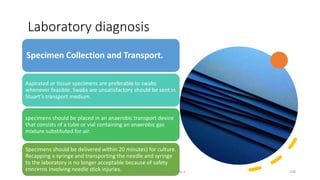 Laboratory diagnosis
Specimen Collection and Transport.
Aspirated or tissue specimens are preferable to swabs
whenever feasible. Swabs are unsatisfactory should be sent in
Stuart’s transport medium.
specimens should be placed in an anaerobic transport device
that consists of a tube or vial containing an anaerobic gas
mixture substituted for air.
Specimens should be delivered within 20 minutes) for culture.
Recapping a syringe and transporting the needle and syringe
to the laboratory is no longer acceptable because of safety
concerns involving needle stick injuries.
8/11/2023 Medical Bacteriology Module 2 238
 