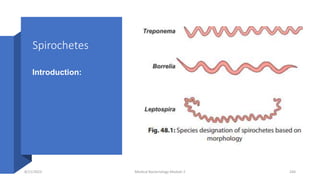 Spirochetes
Introduction:
8/11/2023 Medical Bacteriology Module 2 244
 