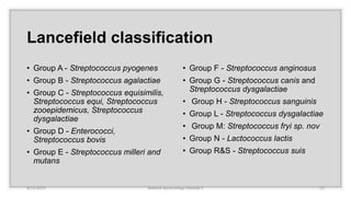 Lancefield classification
• Group A - Streptococcus pyogenes
• Group B - Streptococcus agalactiae
• Group C - Streptococcus equisimilis,
Streptococcus equi, Streptococcus
zooepidemicus, Streptococcus
dysgalactiae
• Group D - Enterococci,
Streptococcus bovis
• Group E - Streptococcus milleri and
mutans
• Group F - Streptococcus anginosus
• Group G - Streptococcus canis and
Streptococcus dysgalactiae
• Group H - Streptococcus sanguinis
• Group L - Streptococcus dysgalactiae
• Group M: Streptococcus fryi sp. nov
• Group N - Lactococcus lactis
• Group R&S - Streptococcus suis
8/11/2023 Medical Bacteriology Module 2 25
 