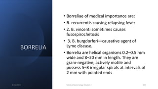 BORRELIA
• Borreliae of medical importance are:
• B. recurrentis causing relapsing fever
• 2. B. vincenti sometimes causes
fusospirochetosis
• 3. B. burgdorferi—causative agent of
Lyme disease.
• Borrelia are helical organisms 0.2–0.5 mm
wide and 8–20 mm in length. They are
gram-negative, actively motile and
possess 5–8 irregular spirals at intervals of
2 mm with pointed ends
8/11/2023 Medical Bacteriology Module 2 257
 