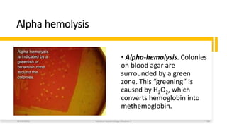 Alpha hemolysis
• Alpha-hemolysis. Colonies
on blood agar are
surrounded by a green
zone. This “greening” is
caused by H2O2, which
converts hemoglobin into
methemoglobin.
8/11/2023 Medical Bacteriology Module 2 26
 