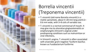 Borrelia vincentii
(Treponema vincentii)
• T. vincentii (old name Borrelia vincentii) is a
motile spirochete, about 5–20 mm long and 0.2–
0.6 mm wide, with 3–8 coils of variable size.
• T. vincentii is a normal commensal of mouth. It
may give rise to ulcerative gingivostomatitis or
oropharyngitis (Vincent’s angina) under
predisposing conditions such as malnutrition or
viral infections,
• In Vincent’s angina, T. vincentii is often associated
with anaerobic gram-negative ‘fusiform bacillus
known as Fusobacterium fusiforme
8/11/2023 Medical Bacteriology Module 2 261
 