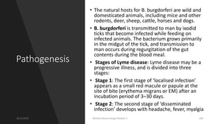 Pathogenesis
• The natural hosts for B. burgdorferi are wild and
domesticated animals, including mice and other
rodents, deer, sheep, cattle, horses and dogs.
• B. burgdorferi is transmitted to man by ixodid
ticks that become infected while feeding on
infected animals. The bacterium grows primarily
in the midgut of the tick, and transmission to
man occurs during regurgitation of the gut
contents during the blood meal.
• Stages of Lyme disease: Lyme disease may be a
progressive illness, and is divided into three
stages:
• Stage 1: The first stage of ‘localised infection’
appears as a small red macule or papule at the
site of bite (erythema migrans or EM) after an
incubation period of 3–30 days.
• Stage 2: The second stage of ‘disseminated
infection’ develops with headache, fever, myalgia
8/11/2023 Medical Bacteriology Module 2 264
 