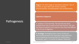 Pathogenesis
Stage 3: The third stage of ‘persistent infection’ sets in
months or years later with chronic arthritis,
polyneuropathy, encephalopathy and acrodermatitis.
Laboratory Diagnosis
A. Isolation of the borrelia: The borrelia has been
isolated from ticks as well as from skin lesions, CSF and
the blood of patients, but culture is too slow and difficult
to be of use in diagnosis.
B. Serology: Serological tests such as ELISA and
immunofluorescence (IF) have been described and
immunoblotting recommended for confirmation.
Antibodies take 1–2 months to appear. False-posi
8/11/2023 Medical Bacteriology Module 2 265
 