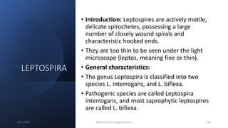 LEPTOSPIRA
• Introduction: Leptospires are actively motile,
delicate spirochetes, possessing a large
number of closely wound spirals and
characteristic hooked ends.
• They are too thin to be seen under the light
microscope (leptos, meaning fine or thin).
• General characteristics:
• The genus Leptospira is classified into two
species L. interrogans, and L. biflexa.
• Pathogenic species are called Leptospira
interrogans, and most saprophytic leptospires
are called L. bifiexa.
8/11/2023 Medical Bacteriology Module 2 266
 