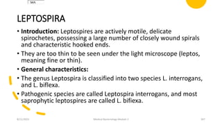 LEPTOSPIRA
• Introduction: Leptospires are actively motile, delicate
spirochetes, possessing a large number of closely wound spirals
and characteristic hooked ends.
• They are too thin to be seen under the light microscope (leptos,
meaning fine or thin).
• General characteristics:
• The genus Leptospira is classified into two species L. interrogans,
and L. biflexa.
• Pathogenic species are called Leptospira interrogans, and most
saprophytic leptospires are called L. bifiexa.
365
365
365
8/11/2023 Medical Bacteriology Module 2 267
 