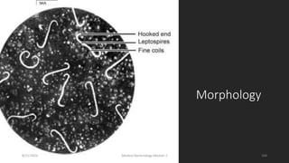 Morphology
365
8/11/2023 Medical Bacteriology Module 2 268
 