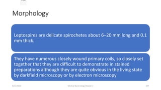 Morphology
Leptospires are delicate spirochetes about 6–20 mm long and 0.1
mm thick.
They have numerous closely wound primary coils, so closely set
together that they are difficult to demonstrate in stained
preparations although they are quite obvious in the living state
by darkfield microscopy or by electron microscopy
of 648
8/11/2023 Medical Bacteriology Module 2 269
 