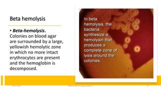 Beta hemolysis
• Beta-hemolysis.
Colonies on blood agar
are surrounded by a large,
yellowish hemolytic zone
in which no more intact
erythrocytes are present
and the hemoglobin is
decomposed.
8/11/2023 Medical Bacteriology Module 2 27
 
