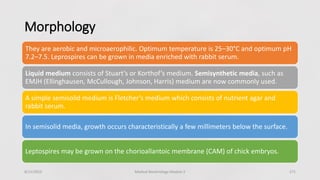 Morphology
They are aerobic and microaerophilic. Optimum temperature is 25–30°C and optimum pH
7.2–7.5. Leprospires can be grown in media enriched with rabbit serum.
Liquid medium consists of Stuart’s or Korthof’s medium. Semisynthetic media, such as
EMJH (Ellinghausen, McCullough, Johnson, Harris) medium are now commonly used.
A simple semisolid medium is Fletcher’s medium which consists of nutrient agar and
rabbit serum.
In semisolid media, growth occurs characteristically a few millimeters below the surface.
Leptospires may be grown on the chorioallantoic membrane (CAM) of chick embryos.
8/11/2023 Medical Bacteriology Module 2 271
 