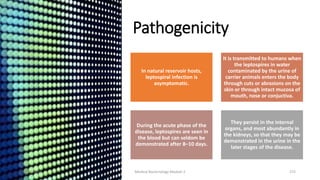 Pathogenicity
In natural reservoir hosts,
leptospiral infection is
asymptomatic.
It is transmitted to humans when
the leptospires in water
contaminated by the urine of
carrier animals enters the body
through cuts or abrasions on the
skin or through intact mucosa of
mouth, nose or conjuctiva.
During the acute phase of the
disease, leptospires are seen in
the blood but can seldom be
demonstrated after 8–10 days.
They persist in the internal
organs, and most abundantly in
the kidneys, so that they may be
demonstrated in the urine in the
later stages of the disease.
8/11/2023 Medical Bacteriology Module 2 272
 
