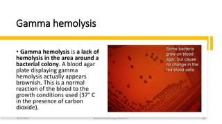 Gamma hemolysis
• Gamma hemolysis is a lack of
hemolysis in the area around a
bacterial colony. A blood agar
plate displaying gamma
hemolysis actually appears
brownish. This is a normal
reaction of the blood to the
growth conditions used (37° C
in the presence of carbon
dioxide).
8/11/2023 Medical Bacteriology Module 2 28
 