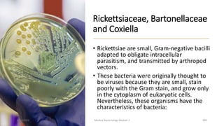 Rickettsiaceae, Bartonellaceae
and Coxiella
• Rickettsiae are small, Gram-negative bacilli
adapted to obligate intracellular
parasitism, and transmitted by arthropod
vectors.
• These bacteria were originally thought to
be viruses because they are small, stain
poorly with the Gram stain, and grow only
in the cytoplasm of eukaryotic cells.
Nevertheless, these organisms have the
characteristics of bacteria:
8/11/2023 Medical Bacteriology Module 2 285
 