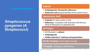 Streptococcus
pyogenes (A
Streptococci)
 Virulence factors
Capsule
• Antiphagocytic; Nonspecific adherence
• Hyaluronic acid (polysaccharide) mimics animal tissue
Lipoteichoic Acid
• Cytotoxic for wide variety of cells
• Adherence: Complexes with M protein (LTA-M) and
binds to fibronectin on epithelial cells
M-Protein
• LTA-M protein is adhesin
• Antiphagocytic
• Inhibits alternate C’ pathway and opsonization
M-like Proteins: bind IgM and IgG
F Protein: mediates adherence
8/11/2023 Medical Bacteriology Module 2 29
 