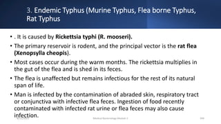 3. Endemic Typhus (Murine Typhus, Flea borne Typhus,
Rat Typhus
• . It is caused by Rickettsia typhi (R. mooseri).
• The primary reservoir is rodent, and the principal vector is the rat flea
(Xenopsylla cheopis).
• Most cases occur during the warm months. The rickettsia multiplies in
the gut of the flea and is shed in its feces.
• The flea is unaffected but remains infectious for the rest of its natural
span of life.
• Man is infected by the contamination of abraded skin, respiratory tract
or conjunctiva with infective flea feces. Ingestion of food recently
contaminated with infected rat urine or flea feces may also cause
infection.
8/11/2023 Medical Bacteriology Module 2 294
 